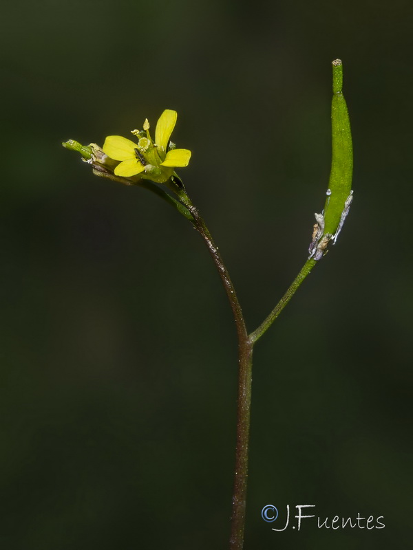 Diplotaxis viminea.04
