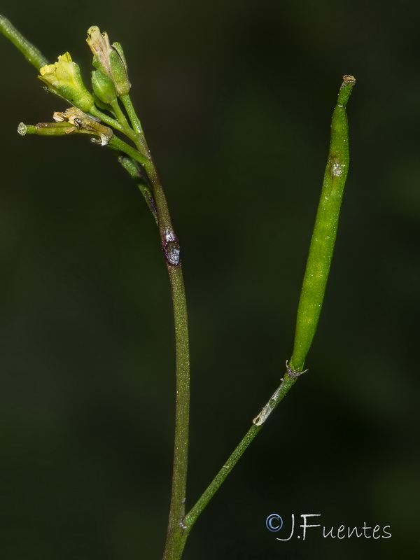 Diplotaxis viminea.05