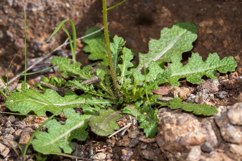 Diplotaxis virgata virgata.03