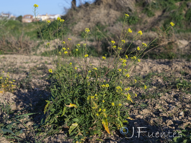 Diplotaxis virgata virgata.23