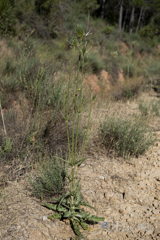 Dipsacum comosum.01