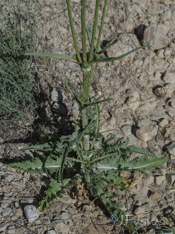 Dipsacum comosum.02