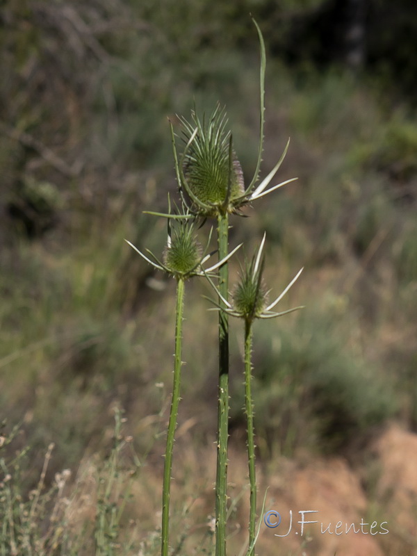 Dipsacum comosum.04