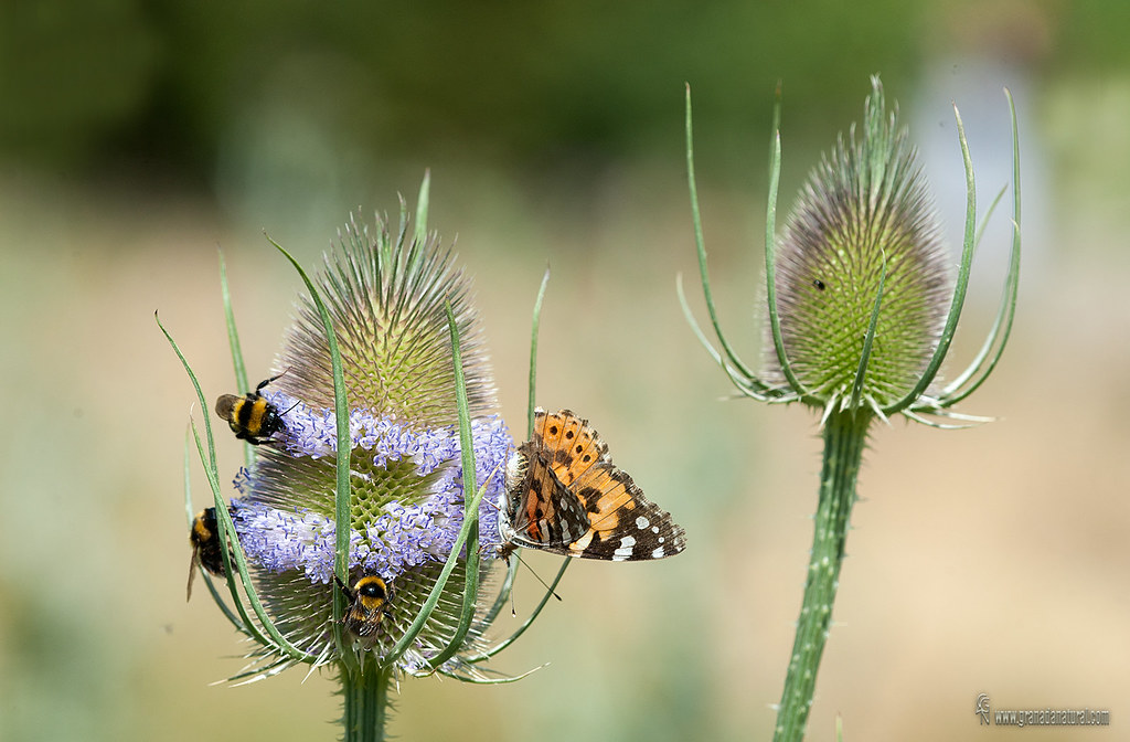 Dipsacus fullonum