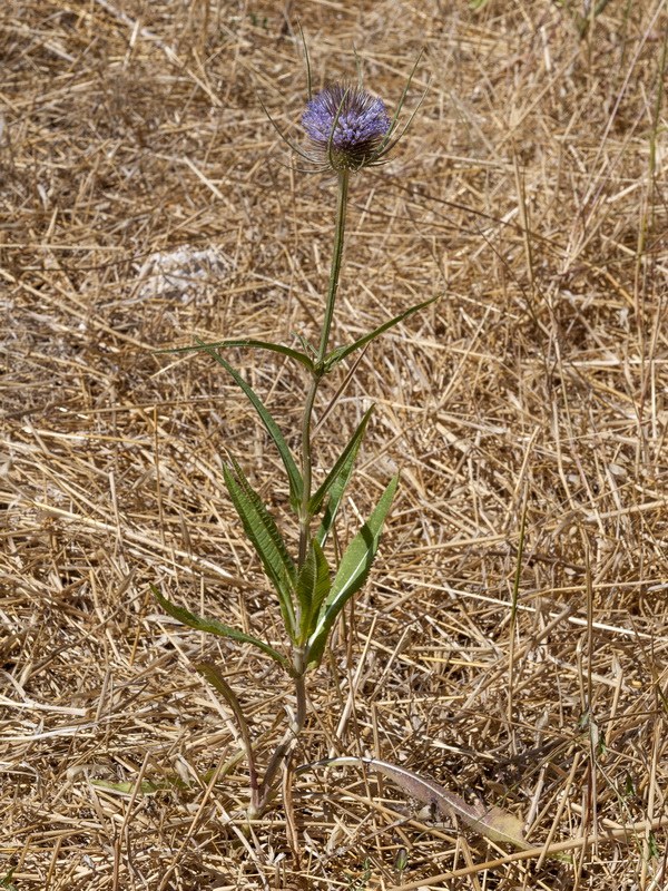 Dipsacus fullonum.01