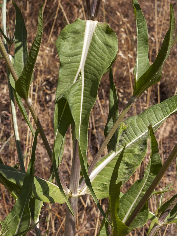 Dipsacus fullonum.03