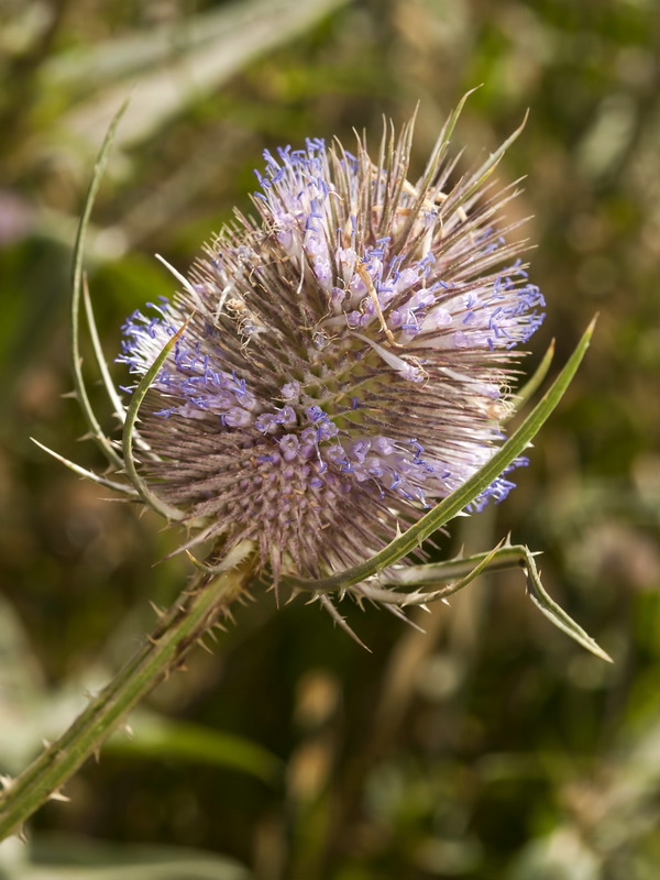 Dipsacus fullonum.05