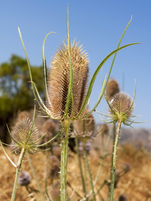 Dipsacus fullonum.13