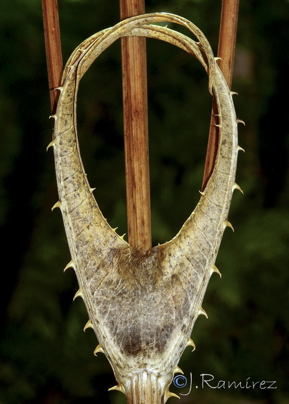 Dipsacus fullonum.15