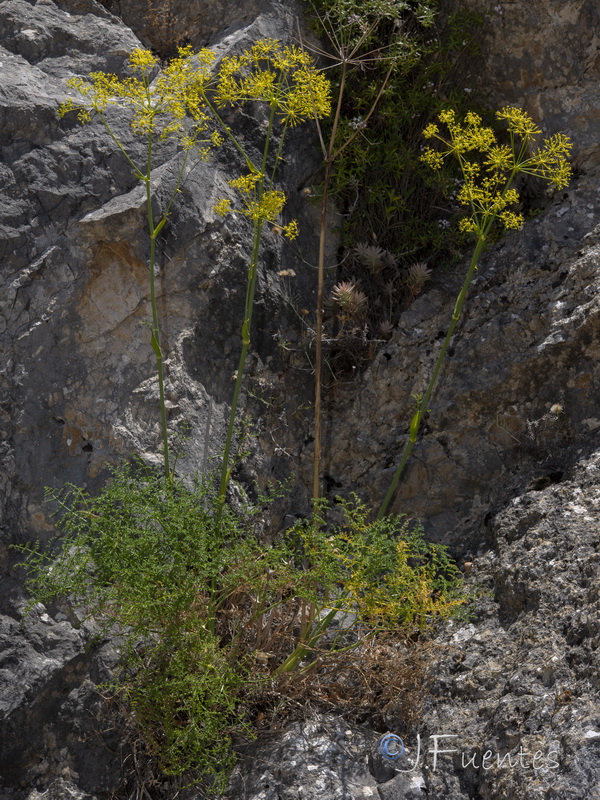 Distichoselinum tenuifolium.21