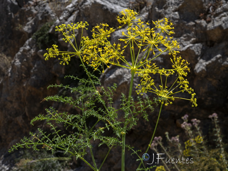 Distichoselinum tenuifolium.22