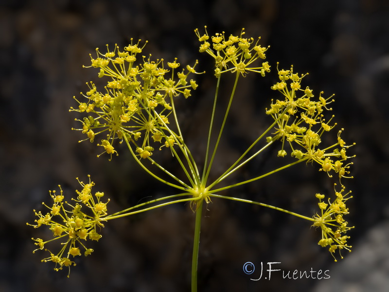 Distichoselinum tenuifolium.25