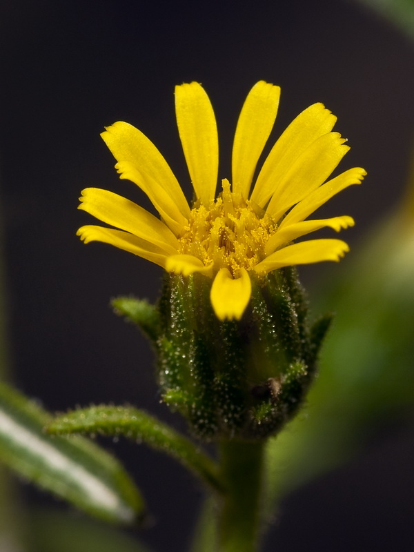 Dittrichia graveolens.12