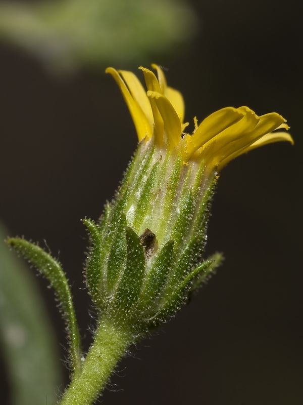 Dittrichia graveolens.13