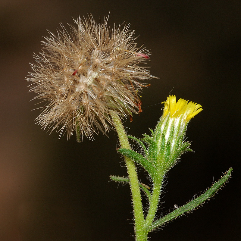 Dittrichia graveolens.20