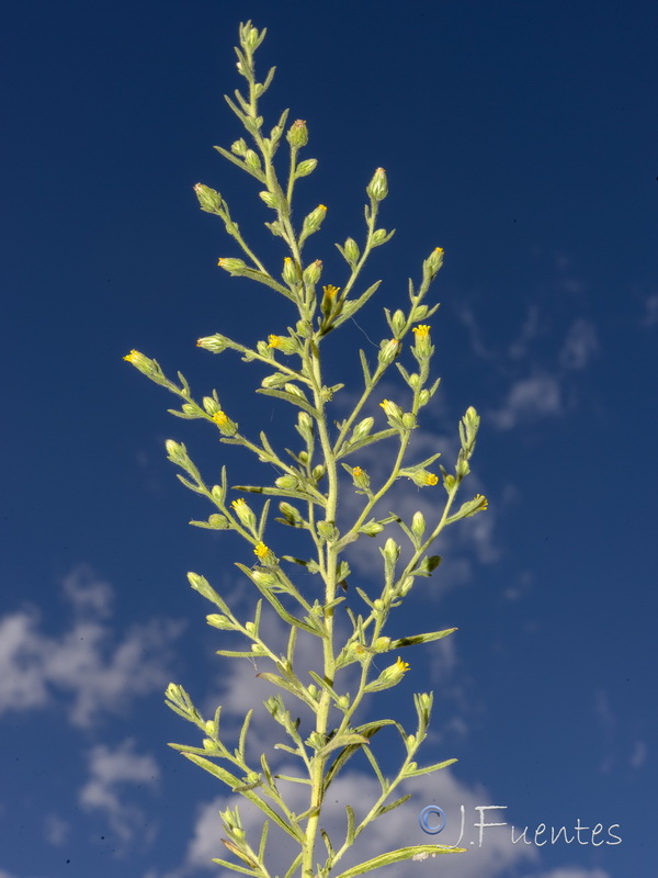 Dittrichia graveolens.27