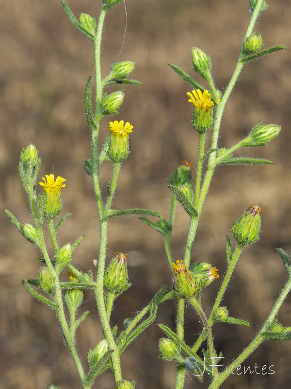 Dittrichia graveolens.30