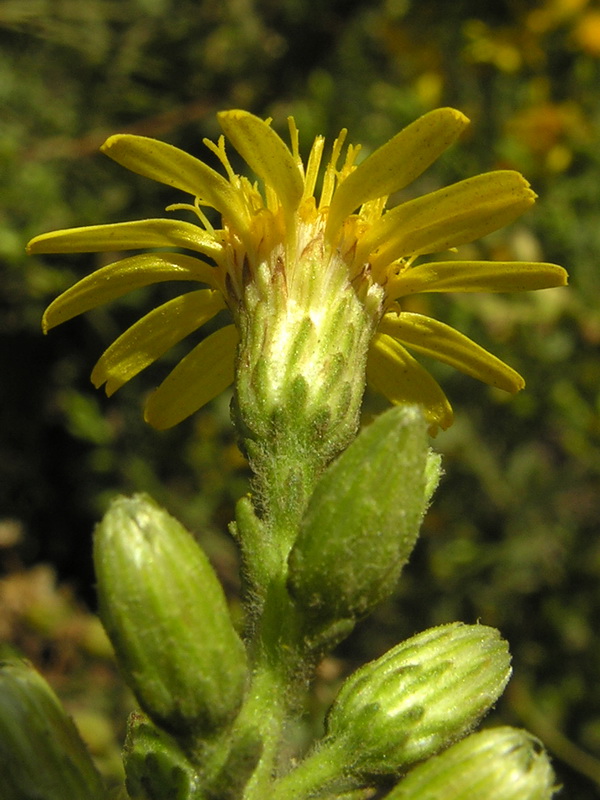 Dittrichia viscosa.21
