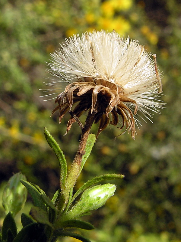 Dittrichia viscosa.22