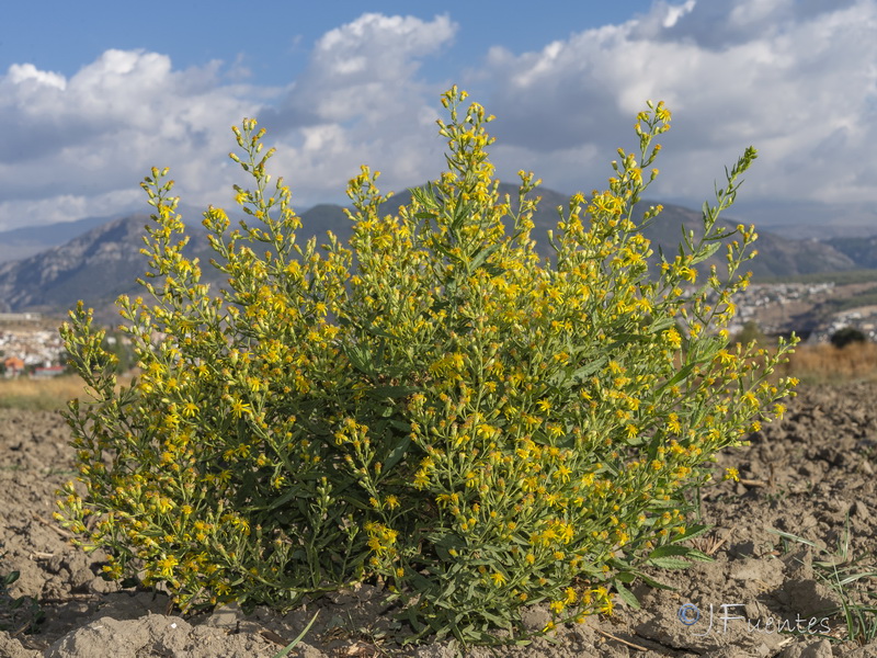 Dittrichia viscosa.24