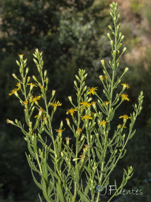Dittrichia viscosa.27