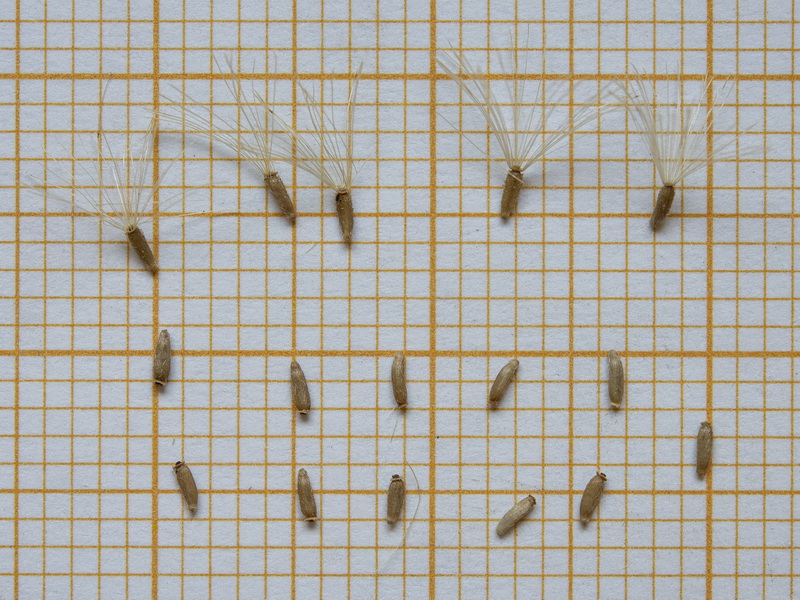 Dittrichia viscosa viscosa