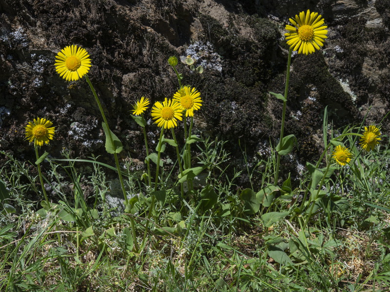 Doronicum plantagineum.01