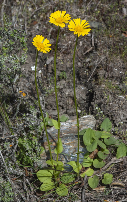 Doronicum plantagineum.02