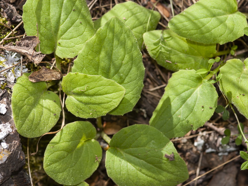 Doronicum plantagineum.03