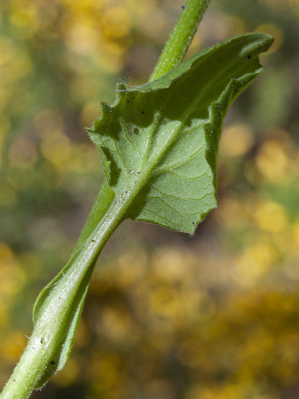 Doronicum plantagineum.04