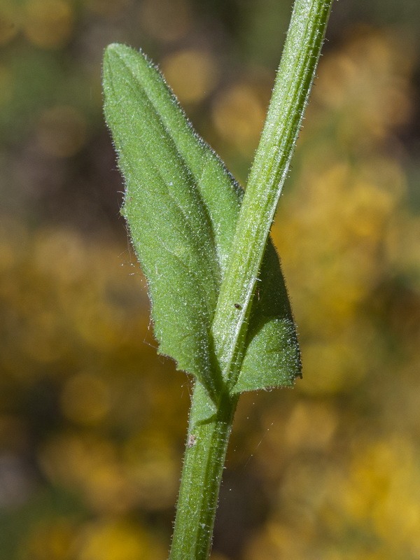 Doronicum plantagineum.05