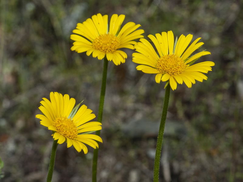 Doronicum plantagineum.07