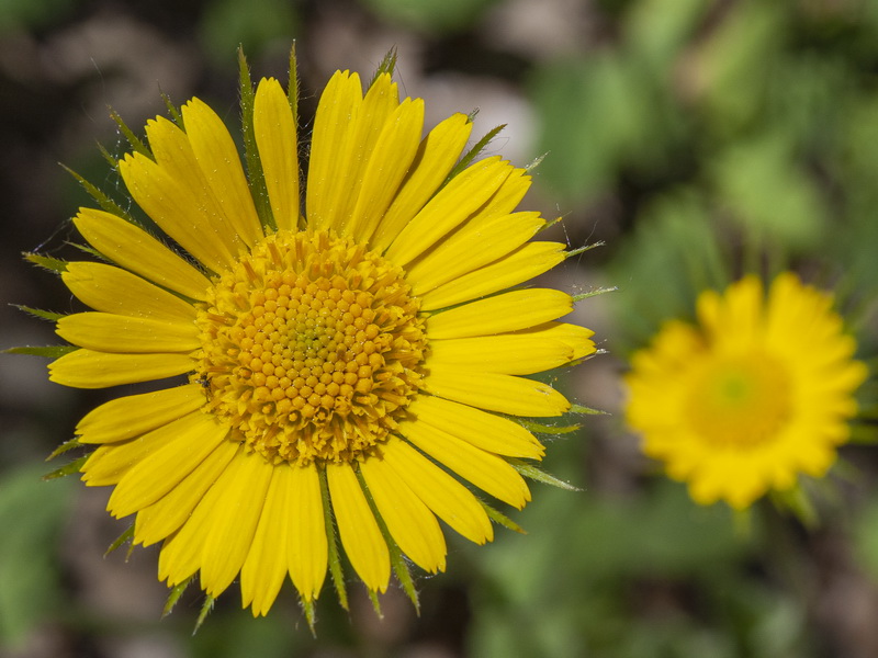 Doronicum plantagineum.10