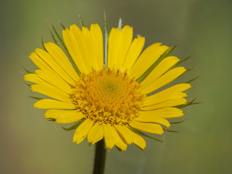 Doronicum plantagineum.12