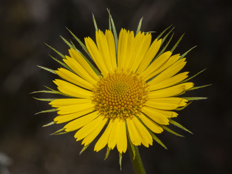 Doronicum plantagineum.13