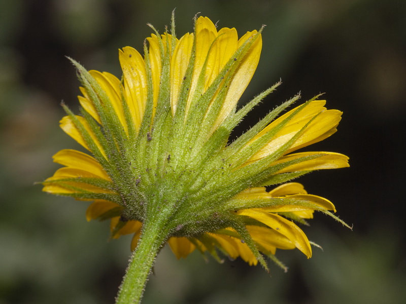 Doronicum plantagineum.19