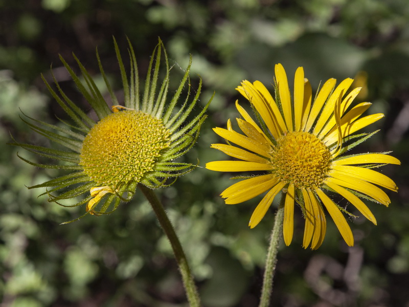 Doronicum plantagineum.22