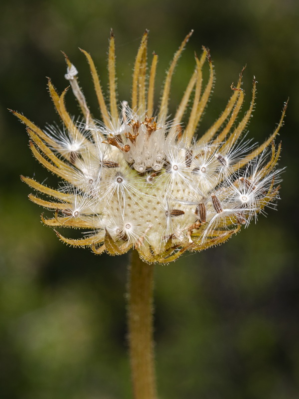 Doronicum plantagineum.23