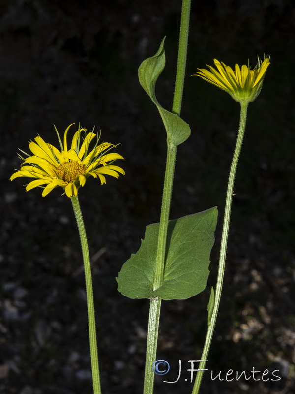 Doronicum plantagineum.24