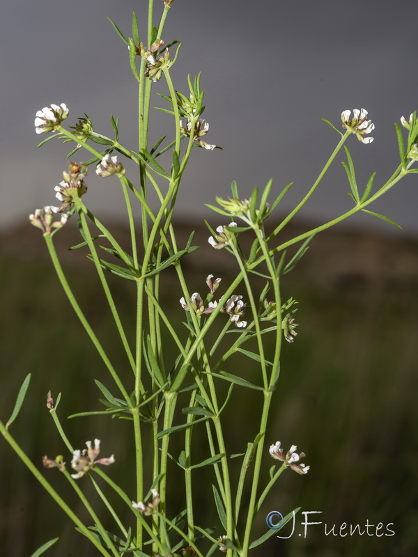 Dorycnium gracile.01