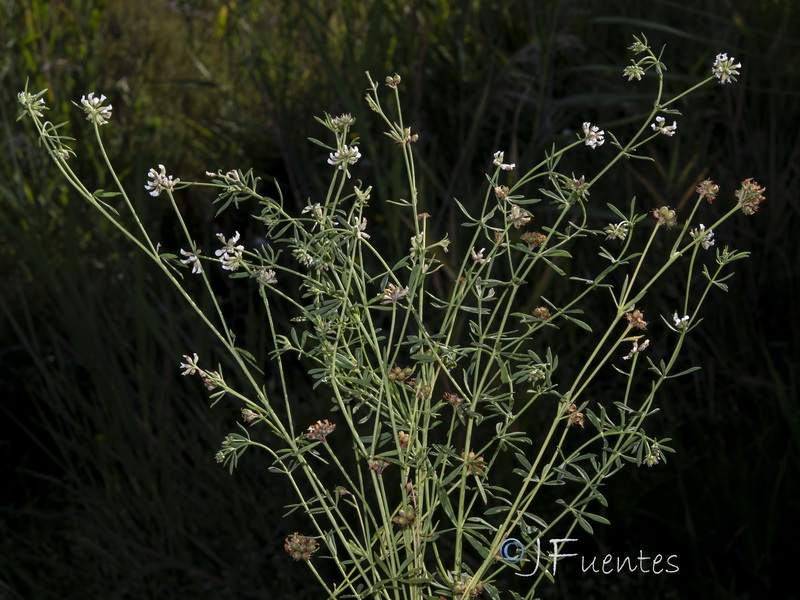 Dorycnium gracile.05
