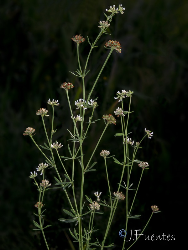 Dorycnium gracile.06