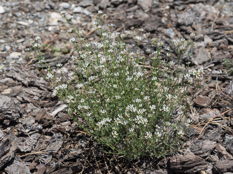 Dorycnium pentaphyllum.01