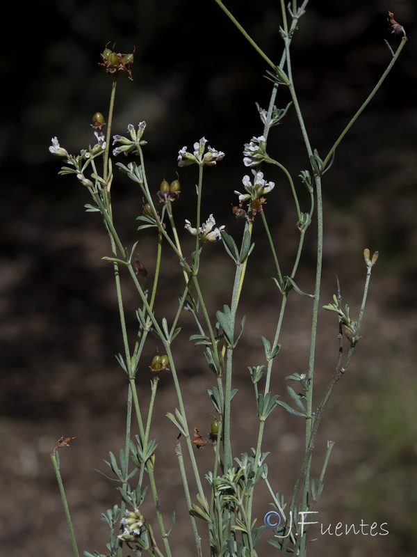 Dorycnium pentaphyllum.12