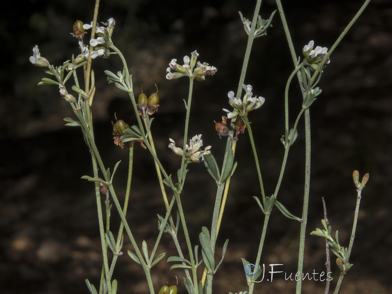 Dorycnium pentaphyllum.13