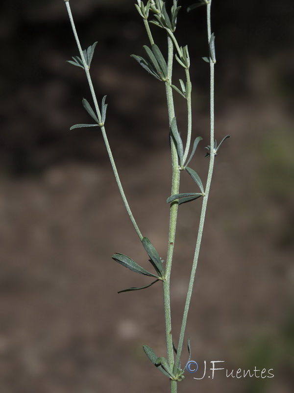 Dorycnium pentaphyllum.14