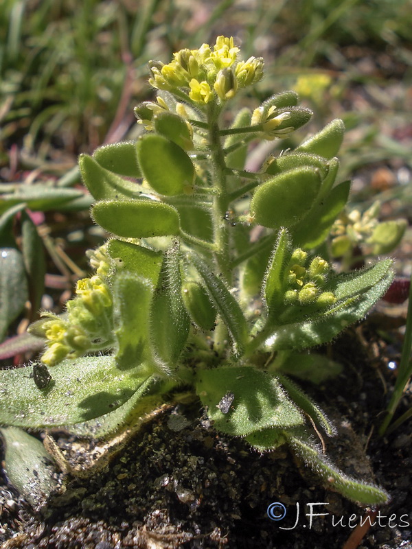 Draba lutescens.09