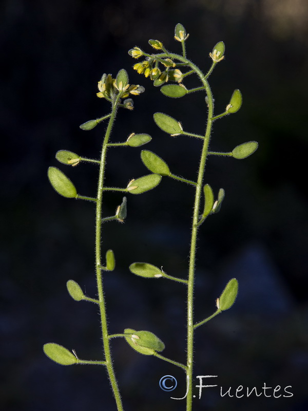 Draba lutescens.14