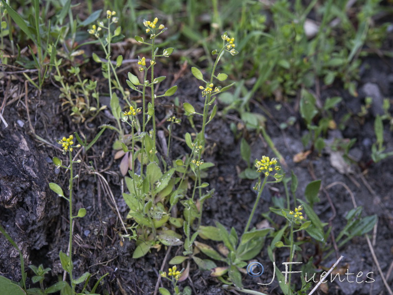 Draba lutescens.15