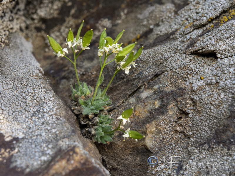 Draba dubia laevipes.11